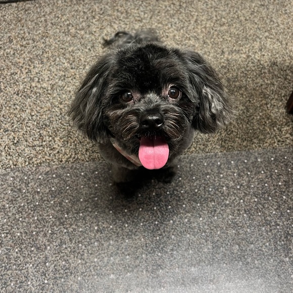 Meet your Posher, Meagan - Picture 2 of 2